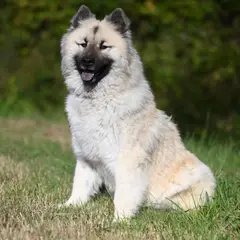 Eurasier - Photo 7