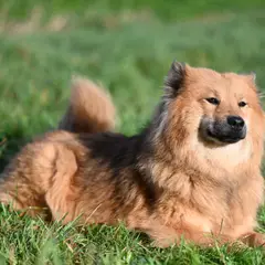 Eurasier - Photo 8