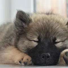 Eurasier - Photo 9