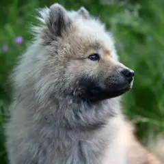 Eurasier - Photo 10