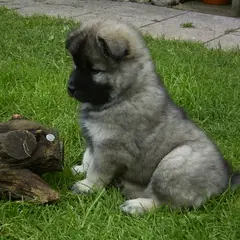 Eurasier - Photo 11
