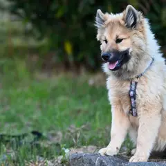 Eurasier - Photo 12