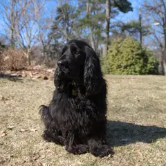 Field-Spaniel - Photo 3