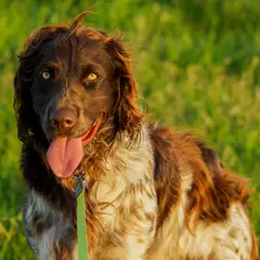 Field-Spaniel - Photo 4