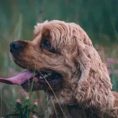 Field-Spaniel - Photo 6