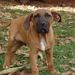 Fila Brasileiro - Foto 5