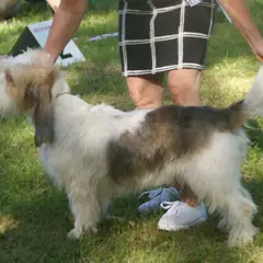 Grand Basset Griffon Vendéen - Foto 1