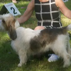 Grand Basset Griffon Vendéen - Foto 2