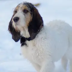 Grand Basset Griffon Vendéen - Foto 4