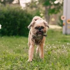 Griffone di Bruxelles - Foto 3