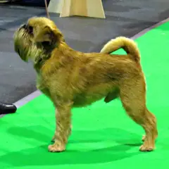 Griffone di Bruxelles - Foto 9