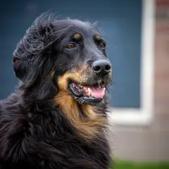 Hovawart - Foto 2