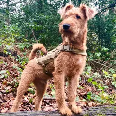 Irish Terrier - Photo 1