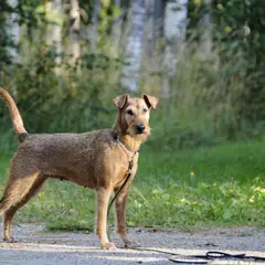 Irish Terrier - Photo 2