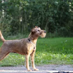 Irish Terrier - Photo 3
