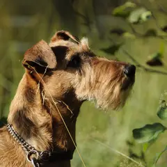 Irish Terrier - Photo 4