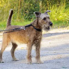 Irish Terrier - Photo 5