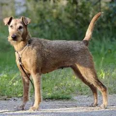 Irish Terrier - Photo 6