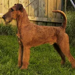 Irish Terrier - Photo 7