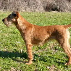 Irish Terrier - Photo 8