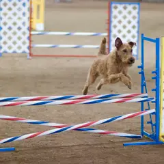 Irish Terrier - Photo 9