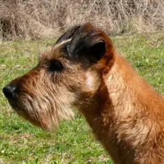 Irish Terrier - Photo 11