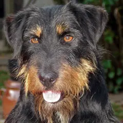 Jagd Terrier - Photo 1