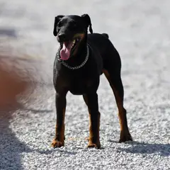 Jagd Terrier - Photo 4