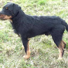 Jagd Terrier - Photo 5