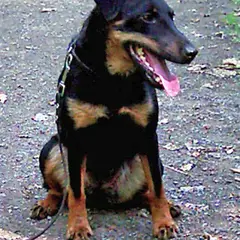 Jagd Terrier - Photo 6
