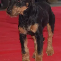 Jagd Terrier - Photo 9