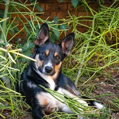 Kelpie - Photo 2