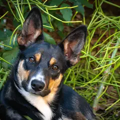 Kelpie - Photo 4