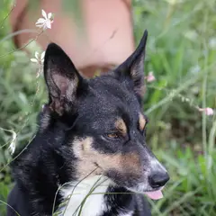 Kelpie - Photo 5