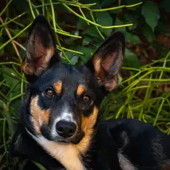 Kelpie - Photo 7