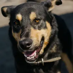 Kelpie - Photo 8