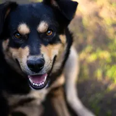 Kelpie - Photo 9