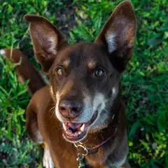 Kelpie - Photo 10