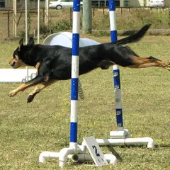 Kelpie - Photo 11
