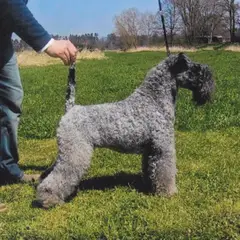 Kerry Blue Terrier - Photo 1