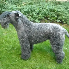 Kerry Blue Terrier - Photo 4