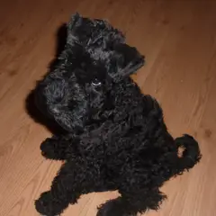 Kerry Blue Terrier - Photo 5