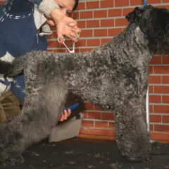 Kerry Blue Terrier - Photo 6