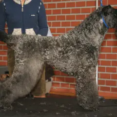 Kerry Blue Terrier - Photo 7