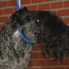 Kerry Blue Terrier - Photo 8