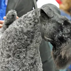 Kerry Blue Terrier - Photo 9
