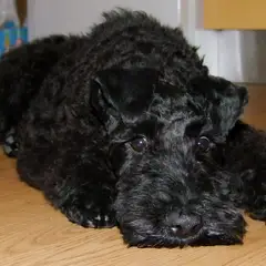 Kerry Blue Terrier - Photo 10