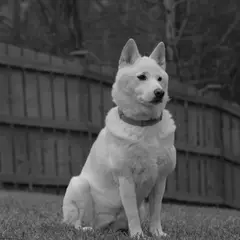 Kishu - Photo 2