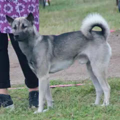 Kishu - Photo 3
