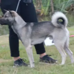 Kishu - Photo 4